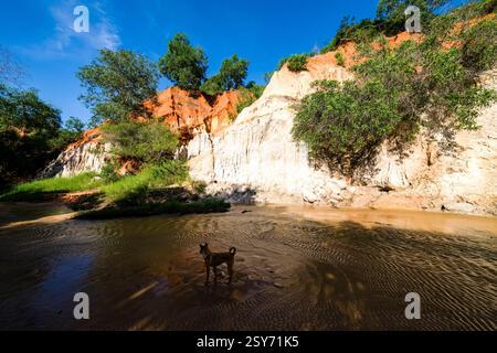 Falaises de couleur orange et blanche avec de petits arbres dans le petit canyon Fairy Stream, Suoi Tien, Suái TiÃªn près de Mui ne, MÅ i NÃ , un chien se tient dans le Banque D'Images