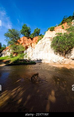 Falaises de couleur orange et blanche avec de petits arbres dans le petit canyon Fairy Stream, Suoi Tien, Suái TiÃªn près de Mui ne, MÅ i NÃ , un chien se tient dans le Banque D'Images
