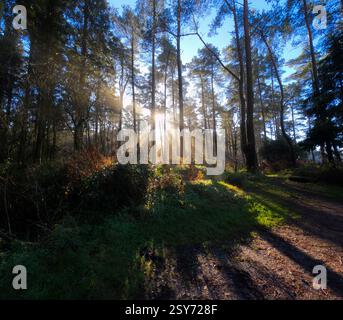 Faisceaux de lumière un jour brumeux dans une forêt dans les collines de Mendip, Somerset, Angleterre Banque D'Images