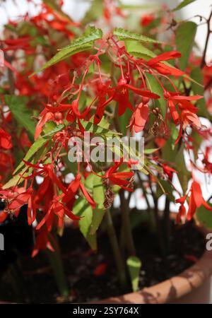 Hybride Begonia 'Bossa Nova Orange', Begonia boliviensis, Begoniaceae. Bolivie, Amérique du Sud. Begonia boliviensis est une plante de la famille des bégonia. Banque D'Images