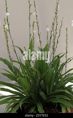 Chlorophytum géant, Chlorophytum de Bowker, Chlorophytum bowkeri, Agavaceae. Afrique australe. Chlorophytum bowkeri est une plante vivace robuste et à feuilles persistantes. Banque D'Images