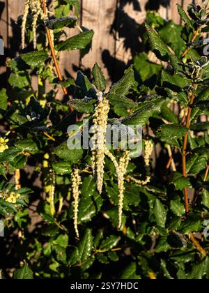 Les longs chatons mâles tombants de l'arbuste perpétuel Garrya elliptica 'James Roof' Banque D'Images