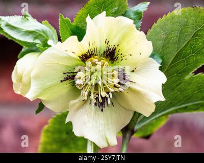 Un gros plan d'une fleur d'hellebore unique Banque D'Images