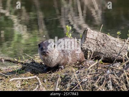 Une Otter adulte (Lutra lutra) hors de l'eau, assise sur les débris flottants et les bûches dans une rivière Suffolk, son manteau humide brille au soleil. ROYAUME-UNI Banque D'Images