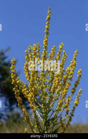 Molène commune - fleurs jaune pâle de la plante verbascum nigrum, utilisée comme herbe et médecine - poussant dans le jardin médicinal. Banque D'Images