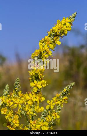 Molène commune - fleurs jaune pâle de la plante verbascum nigrum, utilisée comme herbe et médecine - poussant dans le jardin médicinal. Banque D'Images