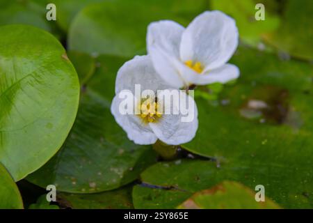 Hydrocharis morsus-ranae, fromagite, est une plante à fleurs appartenant au genre Hydrocharis de la famille des Hydrocharitaceae. C'est un petit plan flottant Banque D'Images