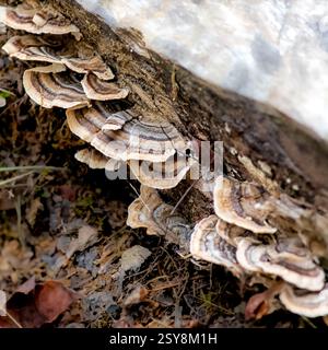 Gros plan de champignons sauvages de la queue de dinde (Trametes versicolor) poussant sur une bûche tombée dans un environnement forestier Banque D'Images