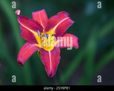 Nain jaune jour Banque D'Images