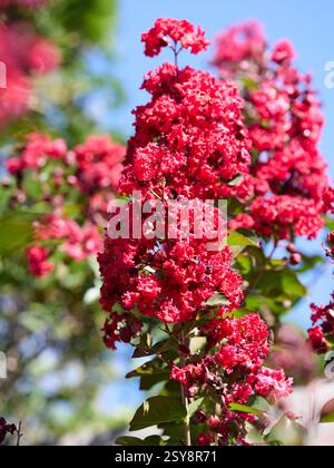 Red Crepe Myrtle Dynamite tree Banque D'Images