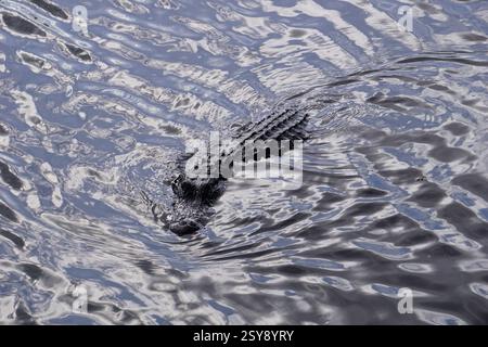 Alligator nage sinistre à travers les marécages sombres et boueux des Everglades en Floride avec ses yeux noirs foncés et ses mâchoires massives qui se cachent hors de l'eau. Banque D'Images