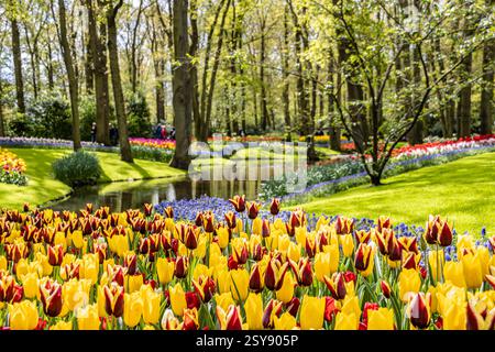 Parterres de fleurs ou fleurs printanières colorées aux jardins de Keukenhof, lisse, pays-Bas. Banque D'Images
