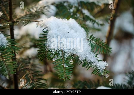Gros plan d'une branche verte à feuilles persistantes avec de la neige fraîche et des cristaux de glace fondants, capturée dans une forêt d'hiver sereine avec un fond naturel doux Banque D'Images