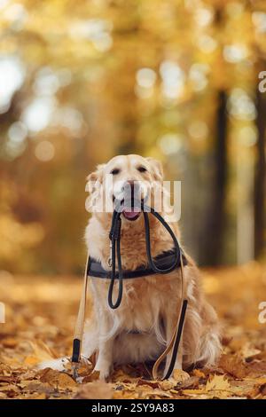 Avec une laisse dans la bouche. Chien mignon est à l'extérieur dans la forêt d'automne pendant la journée. Banque D'Images