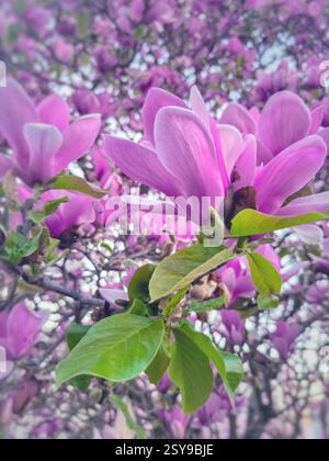 Une photographie en gros plan capture un groupe de délicates fleurs de magnolia rose en pleine floraison. Banque D'Images