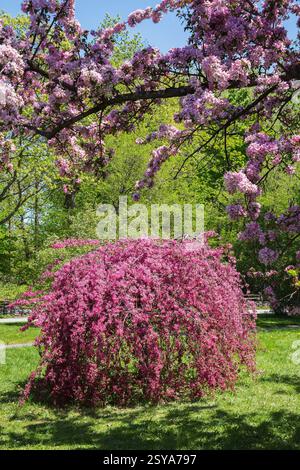 Malus 'Royal Beauty' - Crabapple pleurant avec fleurs roses en fleurs au printemps dans le jardin fruitier, jardin botanique de Montréal, Québec, Canada. Banque D'Images