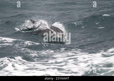 Dauphin à bec commun (Tursiops truncatus) sur la côte de Bretagne, France Banque D'Images