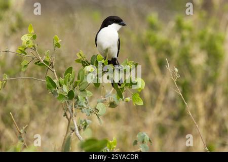 Un fiscal à longue queue (Lanius cabanisi) perché dans un arbre dans le parc national de Tarangire, Tanzanie, Afrique Banque D'Images