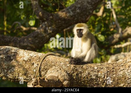 Un singe Vervet (Chlorocebus pygerythrus) assis sur une grande branche d'arbre dans le parc national de Tarangire, Tanzanie, Afrique Banque D'Images