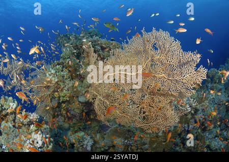 Un récif corallien animé avec diverses espèces de poissons nageant parmi les coraux complexes, mettant en valeur un riche écosystème sous-marin. Banque D'Images