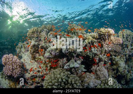 Schooling Sea Goldie glissez à travers un récif corallien vibrant, mis en évidence par des rayons de soleil perçant à travers l'eau claire. Ces poissons frappants complètent l'UEDN Banque D'Images