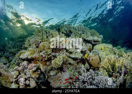Schooling Sea Goldie glissez à travers un récif corallien vibrant, mis en évidence par des rayons de soleil perçant à travers l'eau claire. Ces poissons frappants complètent l'UEDN Banque D'Images
