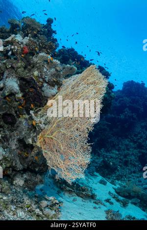 Une scène sous-marine vivante montrant le Goldie de mer (Pseudanthias squamipinnis) parmi des bancs de poissons autour d'un immense corail en éventail marin dans une zone cristalline de l'az Banque D'Images