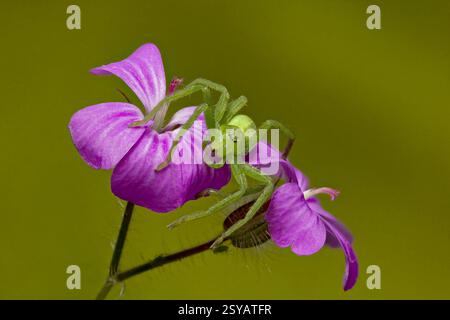 Une araignée vert vif perchée élégamment sur des pétales rose vif sur un fond vert doux, mettant en valeur le mélange de couleurs et de symétrie de la nature dans un pe Banque D'Images