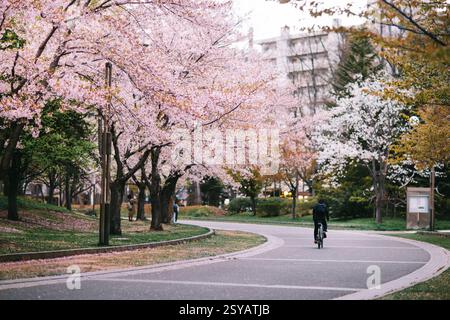 Un cycliste traverse un parc au Japon, encadré par des fleurs de cerisiers en fleurs. Les pétales roses créent une scène pittoresque et tranquille emblématique du sakura Banque D'Images