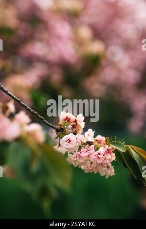 Vue rapprochée de délicates fleurs de cerisier roses avec des pétales doux et des détails de fond clairs, soulignant la beauté du printemps. Aucune personne n'est visible Banque D'Images