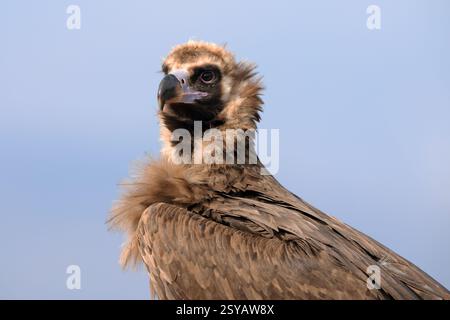 Image détaillée capturant le regard intense d'un vautour de Cinereous, face à un ciel bleu clair. Banque D'Images