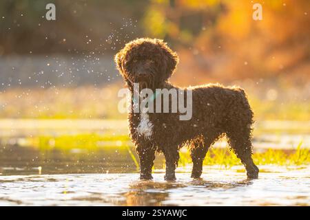Un chien aux cheveux bouclés se tient joyeusement debout dans une rivière ensoleillée, entouré de gouttelettes d'eau chatoyantes. La scène capture une journée parfaite d'aventure en plein air. Banque D'Images