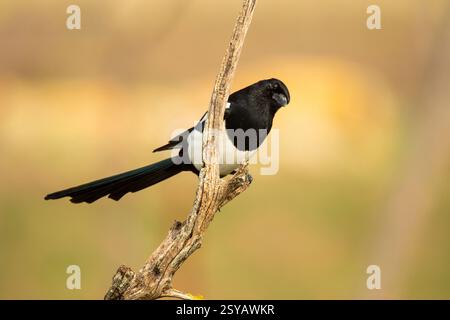 Une impressionnante pie eurasienne pose sur une branche noueuse sur un fond flou doux, soulignant les détails complexes de son plumage noir et blanc Banque D'Images