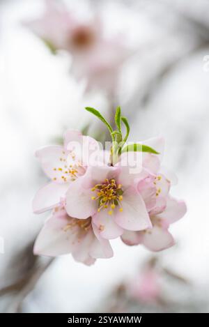 Une délicate fleur d'amande en pleine floraison, mettant en valeur des pétales roses doux avec un fond de tons blancs doux, idéal pour la nature et les thèmes printaniers. Banque D'Images