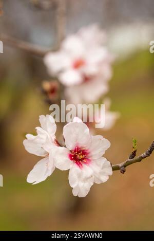 Un gros plan capturant la texture douce et les couleurs éclatantes des fleurs d'amande sur un fond naturel flou, symbolisant l'arrivée de spri Banque D'Images
