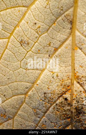 Vue macro d'une feuille d'amande sèche, présentant des motifs complexes et une fine poussière de pollen jaune dispersée sur sa surface. Banque D'Images