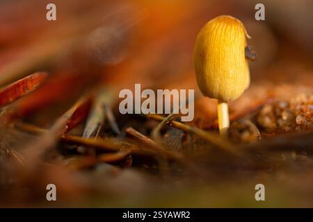 Un petit champignon se dresse au milieu des feuilles tombées, capturé en gros plan. Les teintes dorées du champignon complètent les tons chauds automnaux du b. Banque D'Images