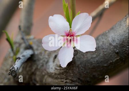 Cette image capture une délicate fleur d'amande en pleine floraison sur un fond flou, soulignant la beauté de la nature dans l'après-midi. Banque D'Images