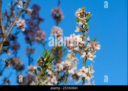 Gros plan de délicates fleurs d'amande contre un ciel bleu clair, capturé dans la lumière chaude d'un soleil de l'après-midi. Banque D'Images