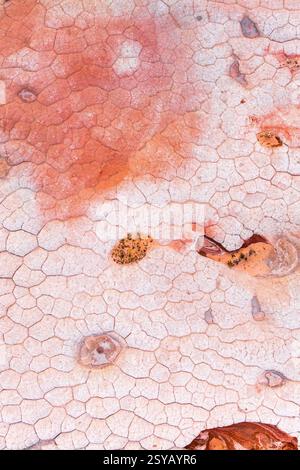 Cette image présente un motif abstrait et vibrant de roches fissurées aux teintes rouges et blanches contrastées, idéal pour les arrière-plans ou les références de texture Banque D'Images