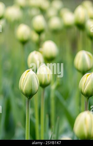 Gros plan éclatant de plusieurs têtes tulipes vertes, nettes et détaillées, sur fond vert doux et naturel dans un jardin serein. Banque D'Images
