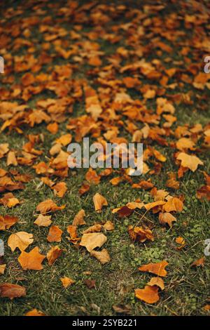 Une vue rapprochée de feuilles d'érable jaune éclatantes dispersées dans l'herbe verte luxuriante, capturant l'essence de l'automne et son feuillage coloré. Banque D'Images