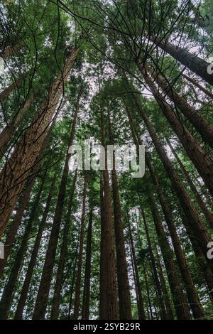 Forêt de séquoias à Cabezon de la Sal, Cantabrie, Espagne Banque D'Images