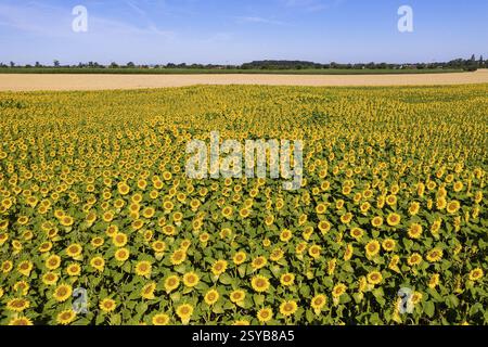 Vue aérienne d'un champ de tournesols en fleurs, tournesols (Helianthus annuus), Hirschstein, Saxe, Allemagne, Europe Banque D'Images