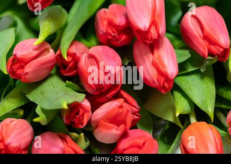 Butons de tulipes roses en gros plan Banque D'Images