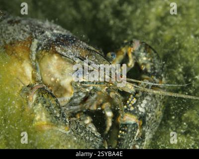 Gros plan d'écrevisses (Faxonius limosus), écrevisses américaines, espèces envahissantes, entourées d'algues vertes, site de plongée Riff Williams, Herrliberg, lac Zur Banque D'Images