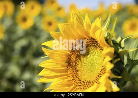Abeille à miel (Apis) sur la fleur d'un tournesol (Helianthus annuus), gros plan, Saxe, Allemagne, Europe Banque D'Images