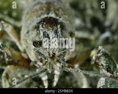 Gros plan frontal d'une écrevisse (Faxonius limosus), écrevisse américaine, espèce envahissante, dans l'eau, site de plongée Grosser Parkplatz, Herrliberg, Lac Banque D'Images