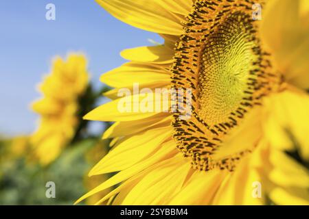 Détail de la fleur d'un tournesol (Helianthus annuus), Saxe, Allemagne, Europe Banque D'Images
