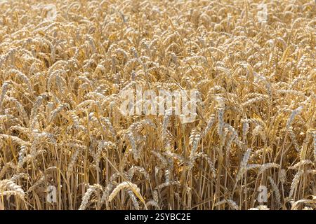 Champ de céréales avec épis mûrs de blé (triticum), Saxe, Allemagne, Europe Banque D'Images